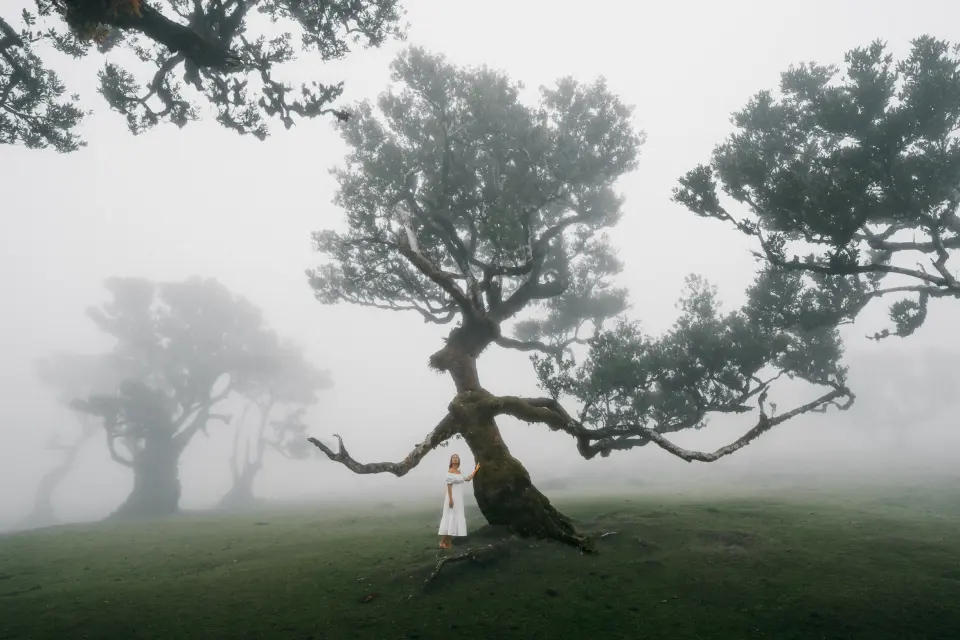 Centuries-old laurel trees in the misty Fanal forest, Madeira